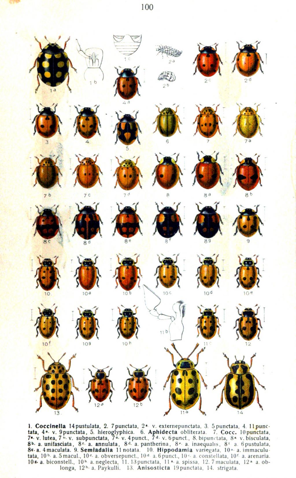 MANUALE COCCINELLIDI